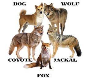 Dog, wolf, coyote, jackal, fox